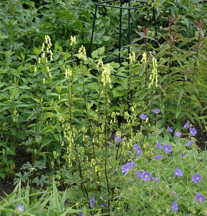 Aconitum lamarckii