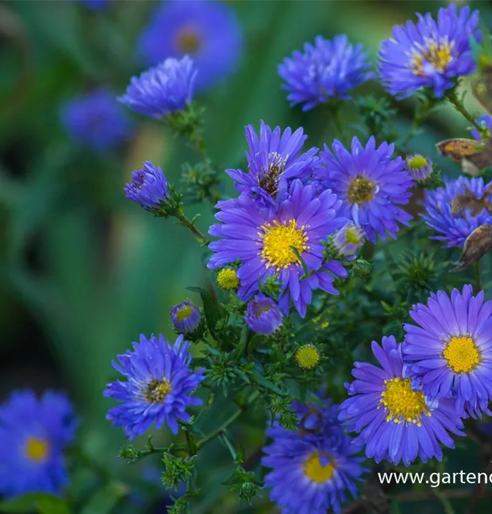 Aster novi-belgii 'Pyramide'