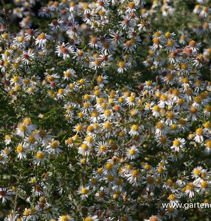 Aster ericoides 'Golden Spray'