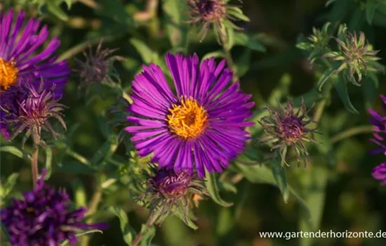 Garten-Raublatt-Aster 'Violetta'