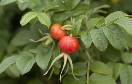 Rosa rugosa