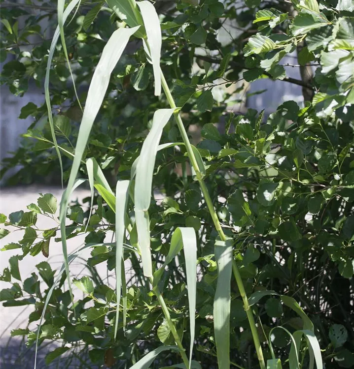 Arundo donax