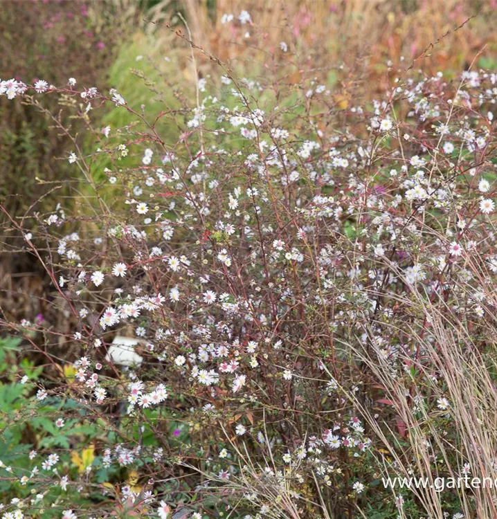 Aster lateriflorus 'Speyrer Herbstwoge'