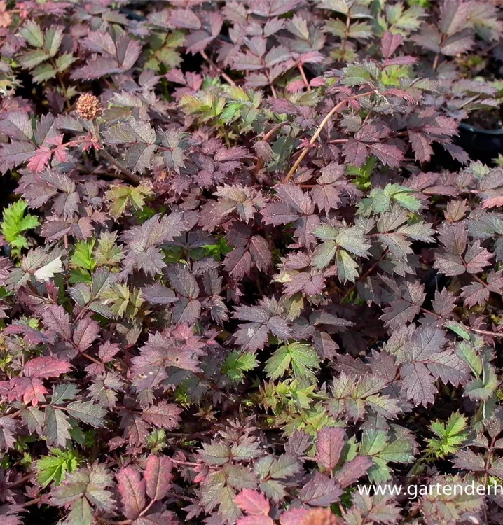 Acaena microphylla (glaucophylla)