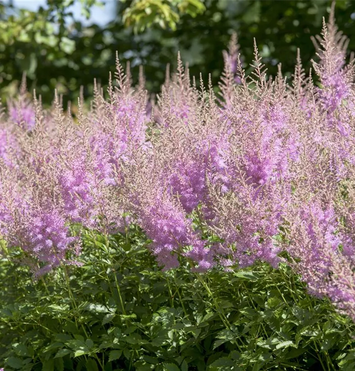 Astilbe japonica 'Younique Lilac'®