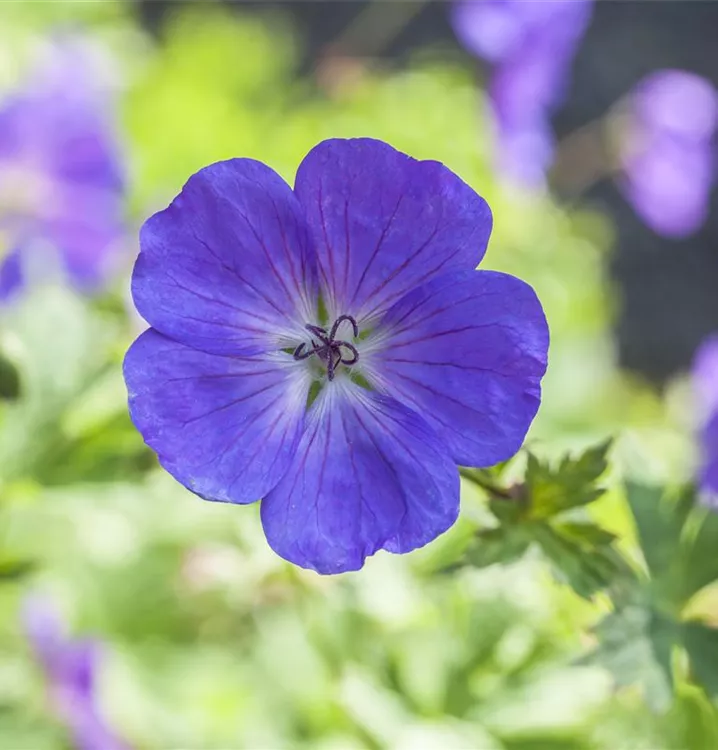 Geranium pratense 'Spinners'