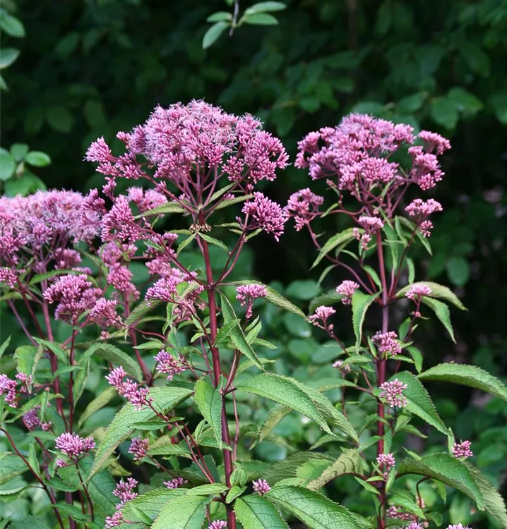 Eupatorium fistulosum 'Atropurpureum'