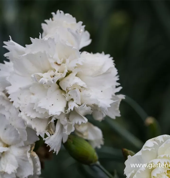 Dianthus plumarius 'Haytor White'