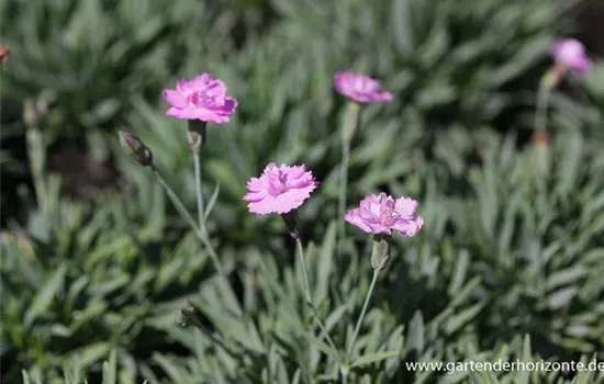 Garten-Pfingst-Nelke 'Pink Jewel'