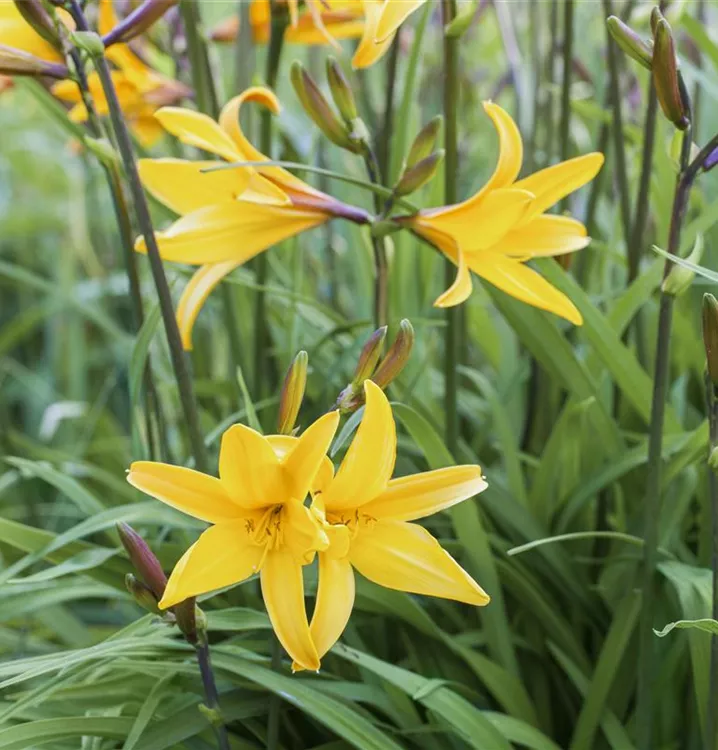 Hemerocallis x cult.'Golden Chimes'