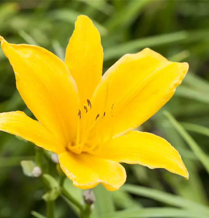 Hemerocallis x cult.'Golden Scepter'