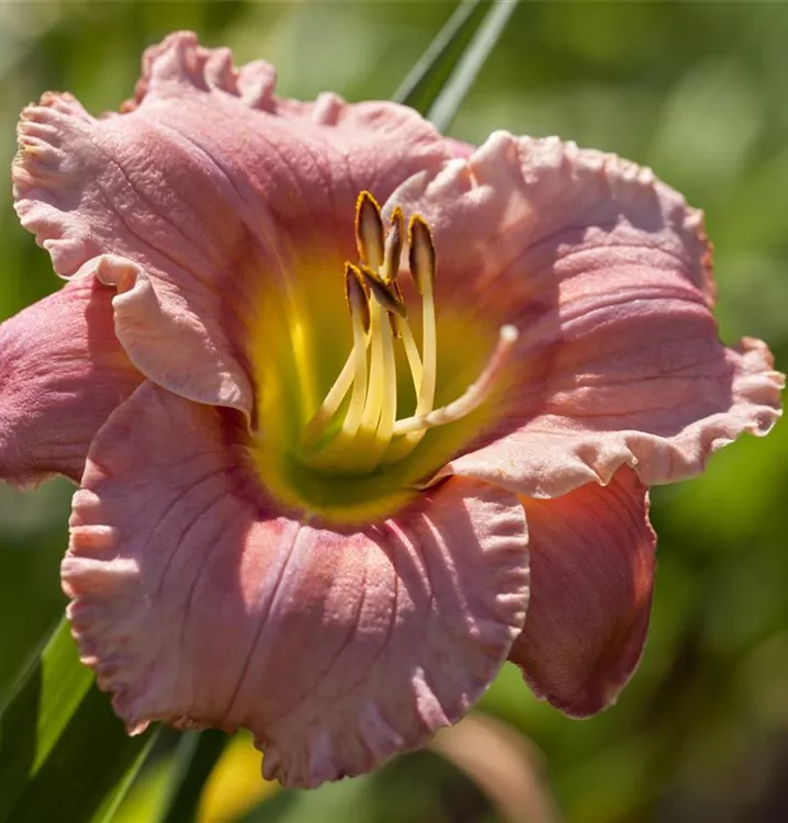 Hemerocallis x cult.'Gypsy Rose'