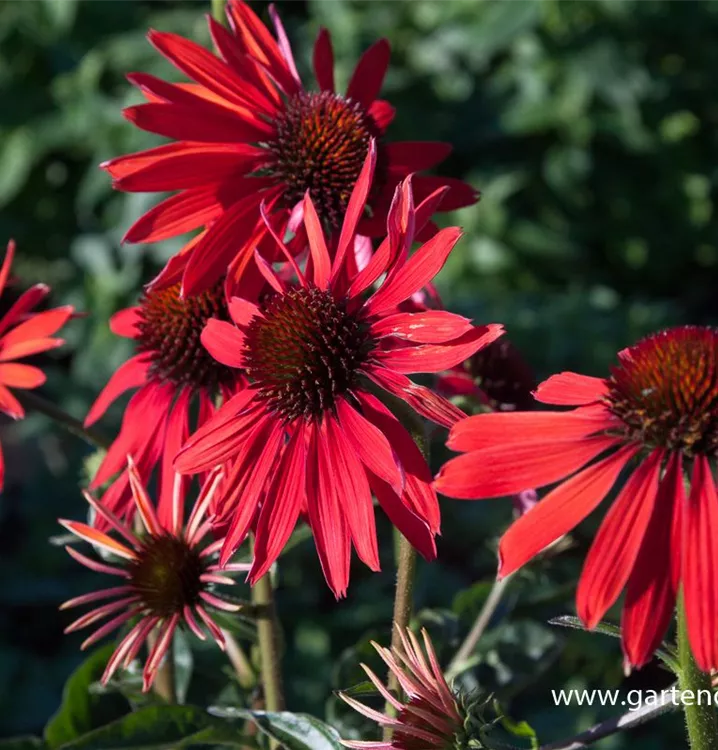 Echinacea purpurea 'Hot Summer'®