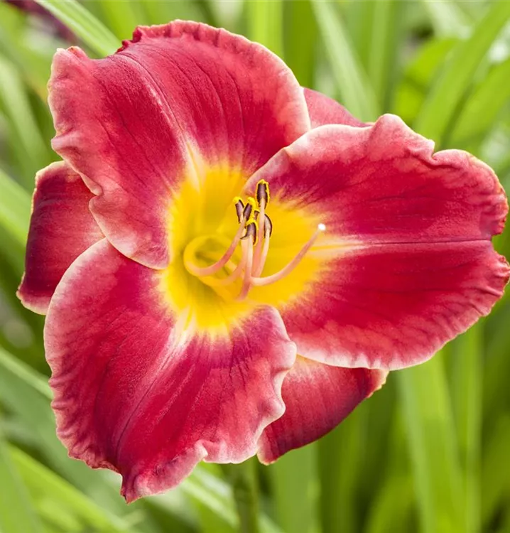 Hemerocallis x cult.'Roses in Snow'