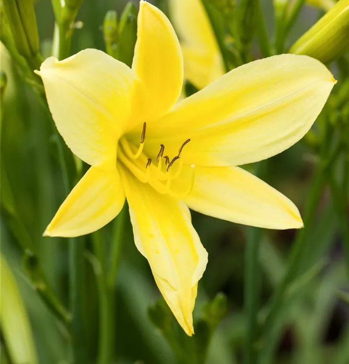 Hemerocallis x cult.'Canari'