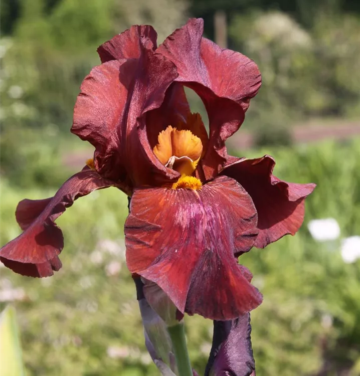 Iris x germanica 'Respectable'