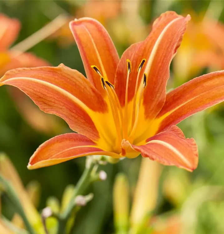 Hemerocallis x cult.'Sammy Russell'