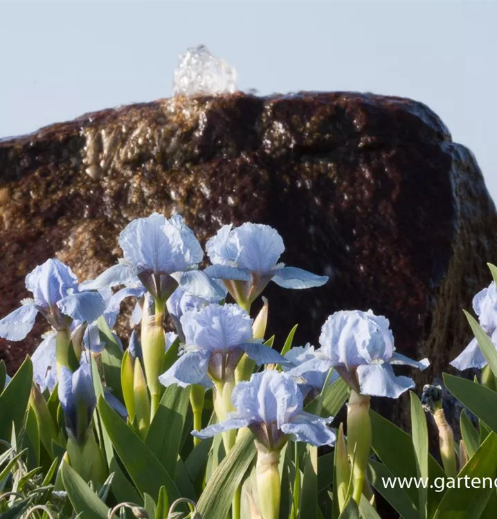 Iris barbata-nana 'Blue Denim'