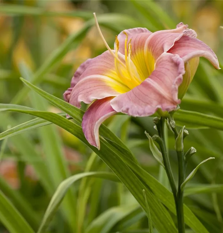 Hemerocallis x cult.'Crazy Lace'