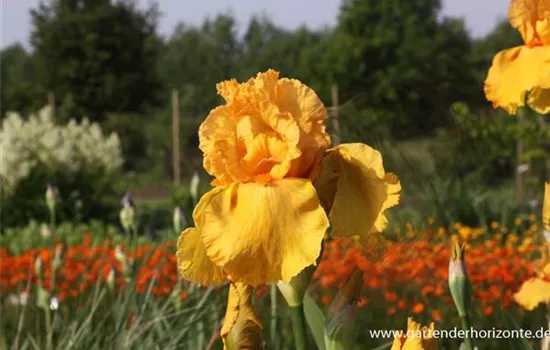 Hohe Garten-Schwertlilie