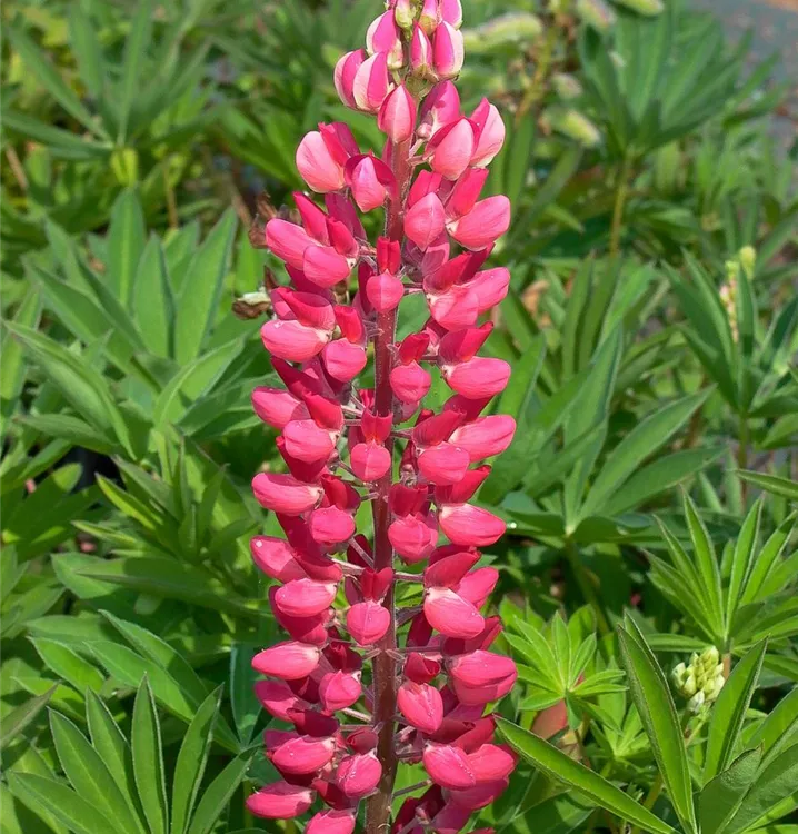 Lupinus polyphyllus 'Edelknabe'