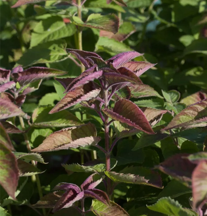 Monarda fistulosa 'Tetra'