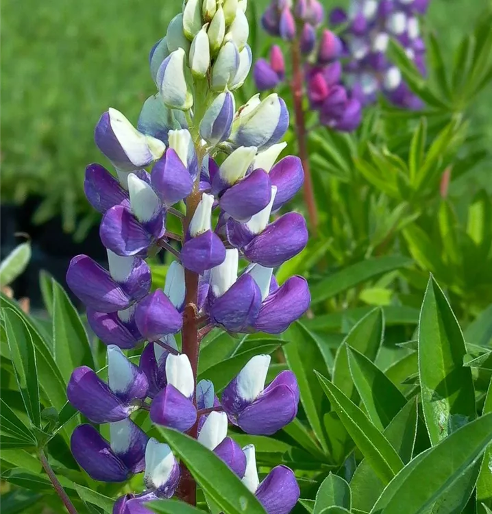 Lupinus polyphyllus 'Kastellan'