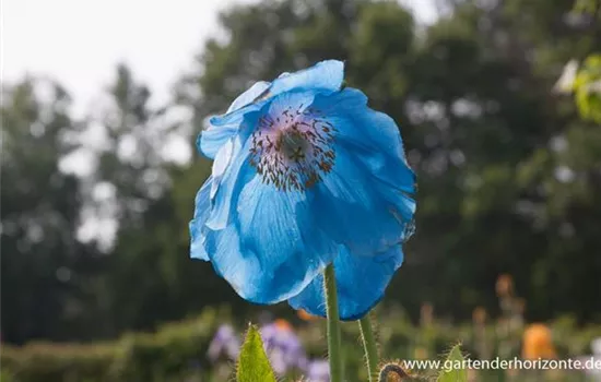 Scheinmohn 'Lingholm'