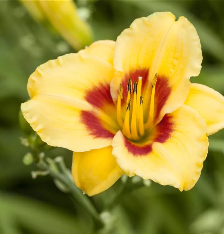 Hemerocallis x cult.'Black Eyed Stella'