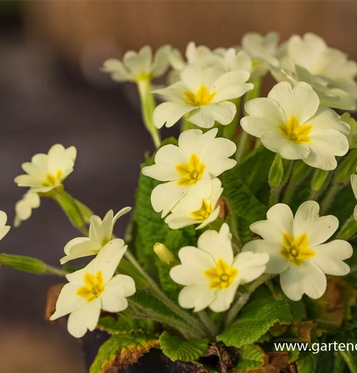 Primula vulgaris subsp. vulgaris