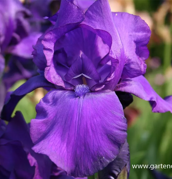 Iris x germanica 'Matinata'