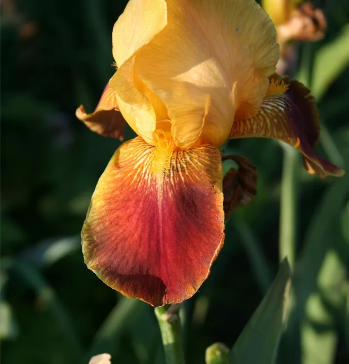 Iris x germanica 'Natchez Trace'