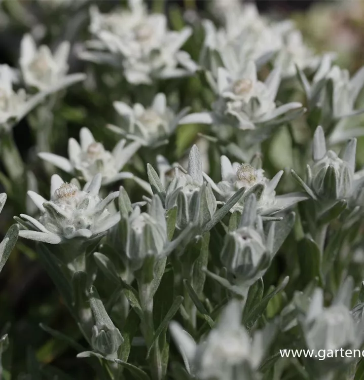 Leontopodium alpinum 'Zugspitze'