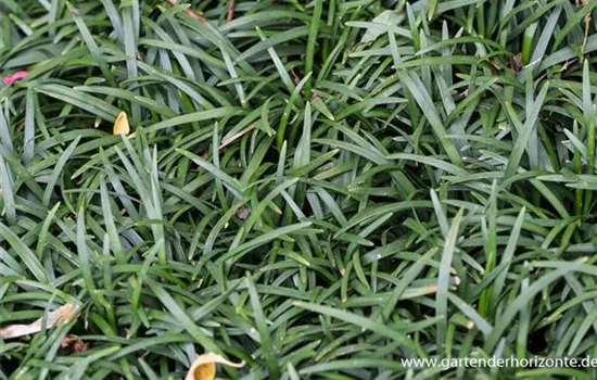 Kleiner Garten-Schlangenbart 'Minor'