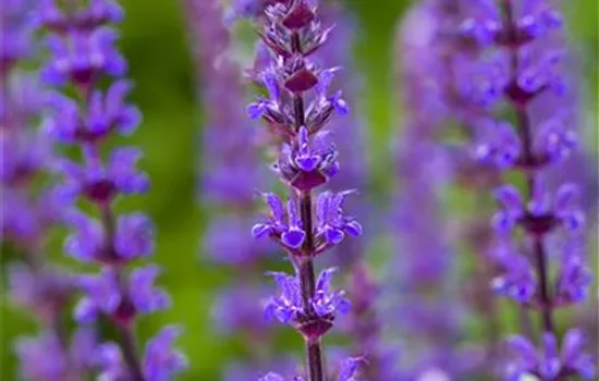 Salvia nemorosa 'Caradonna'