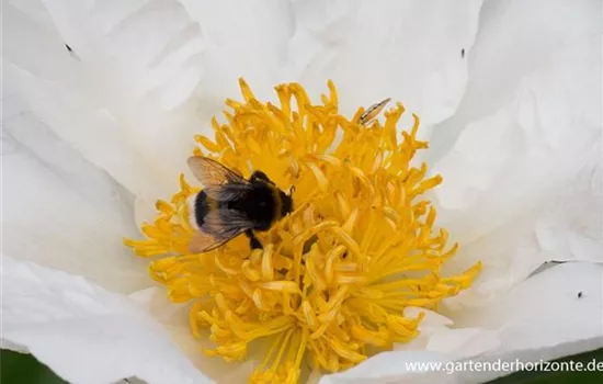 Garten-Pfingstrose 'Krinkled White'