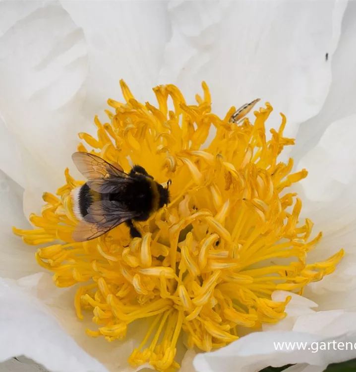 Paeonia lactiflora 'Krinkled White'