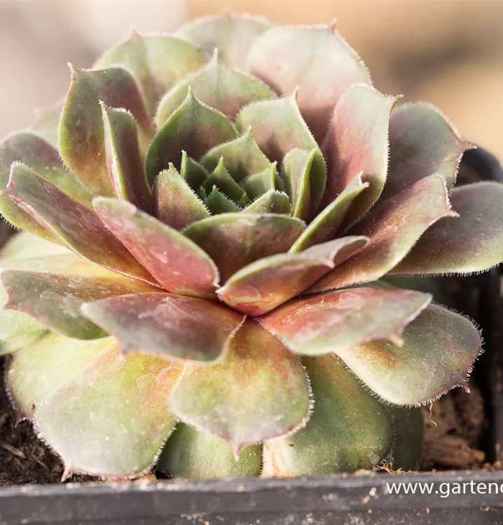 Sempervivum 'Faraon'