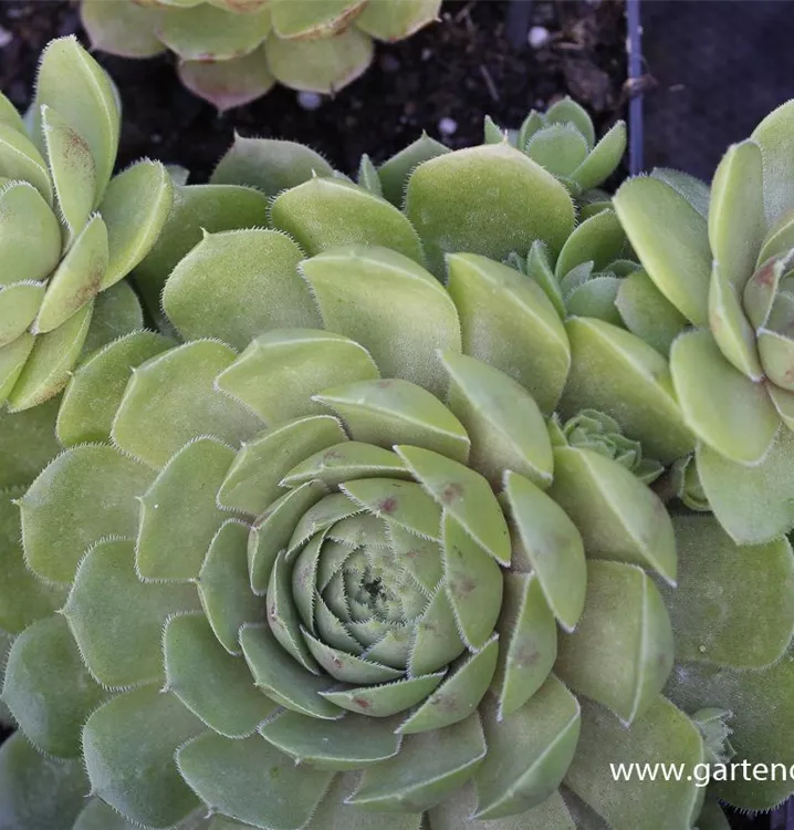 Sempervivum x cult.'Zirkon'