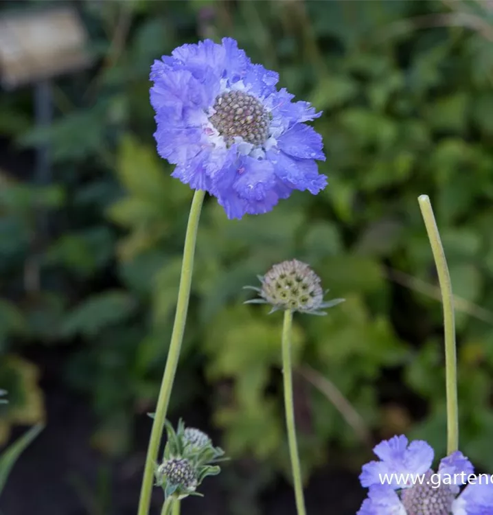 Scabiosa caucasica 'Perfecta'