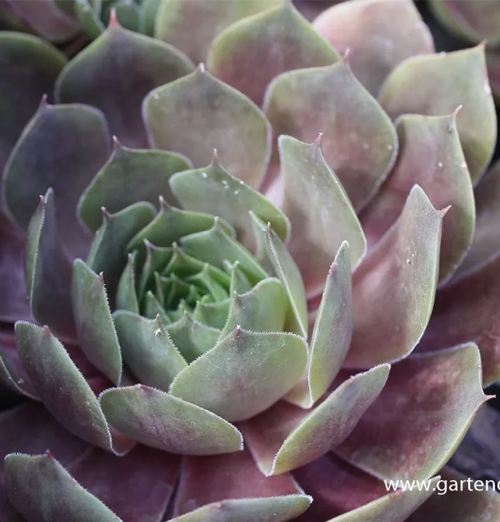 Sempervivum tectorum 'Othello'