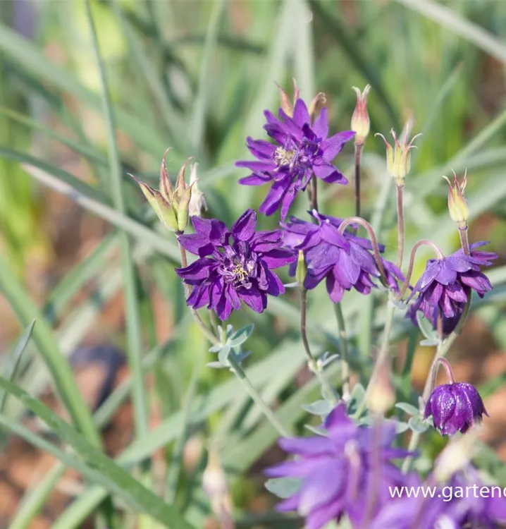 Aquilegia vulgaris 'Blue Barlow'