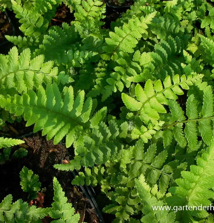 Polystichum munitum