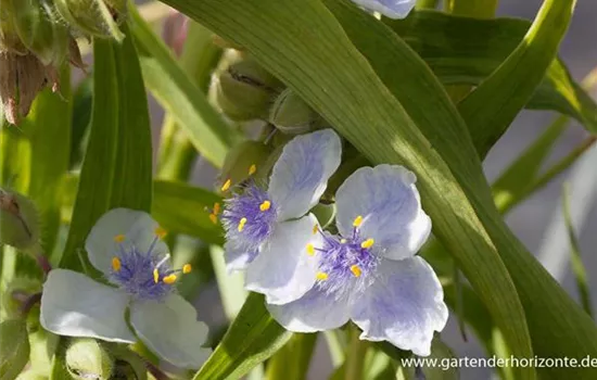 Garten-Dreimasterblume 'Osprey'