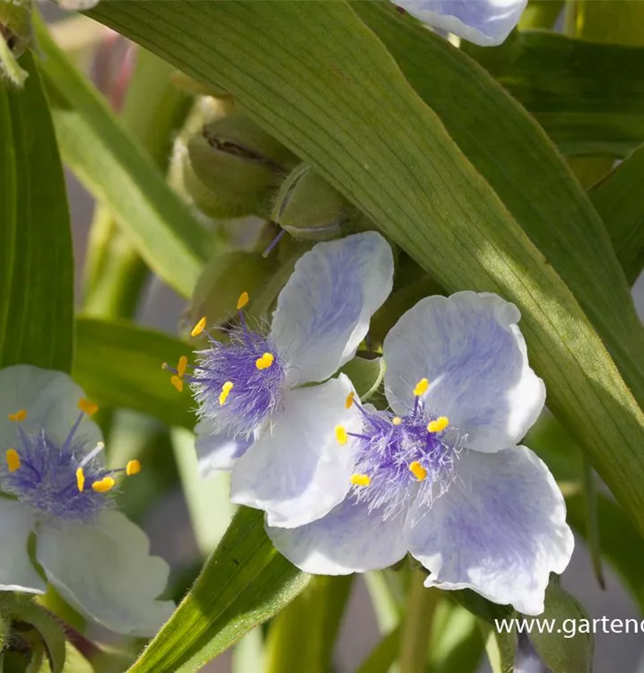 Tradescantia andersoniana 'Osprey'