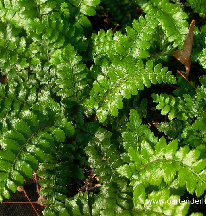 Polystichum polyblepharum