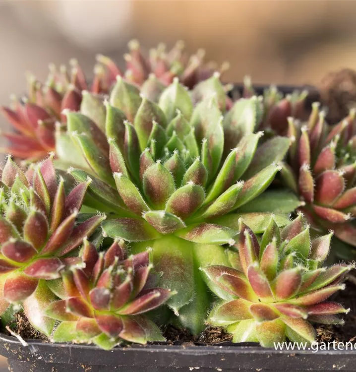 Sempervivum 'Karneol'