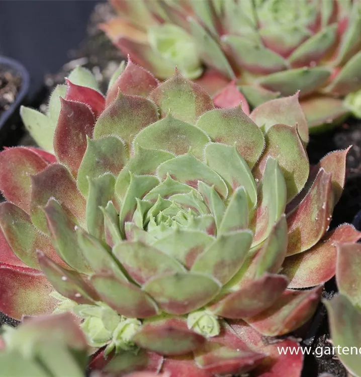 Sempervivum marmoreum 'Ornatum'