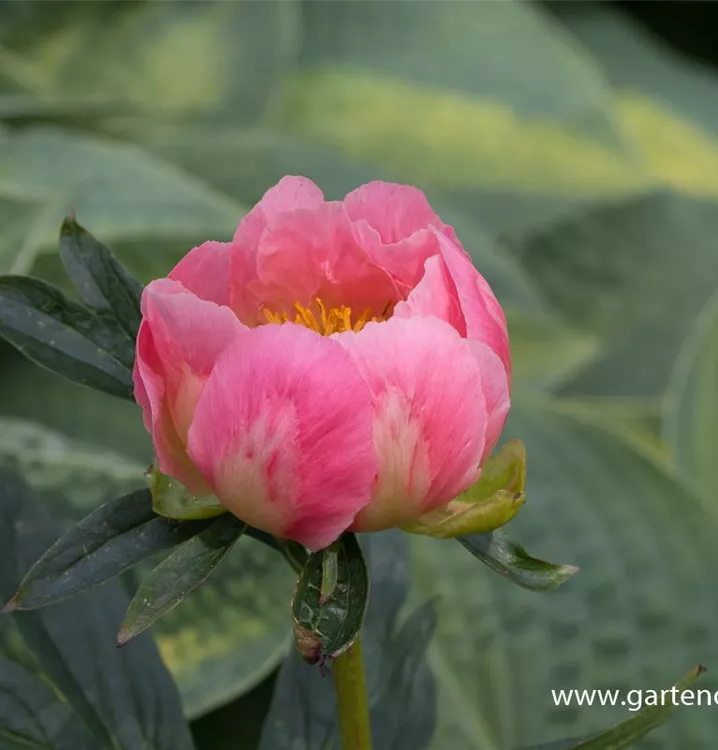 Paeonia lactiflora 'Pink Hawaiian Coral'