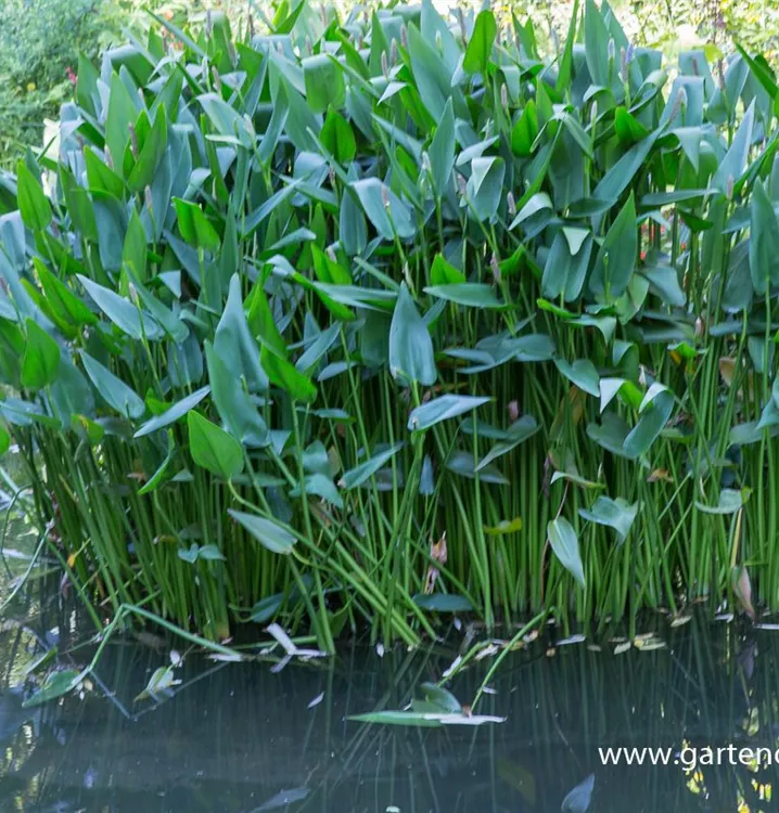 Pontederia cordata